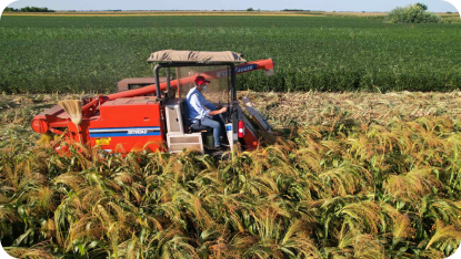  graded sorghum