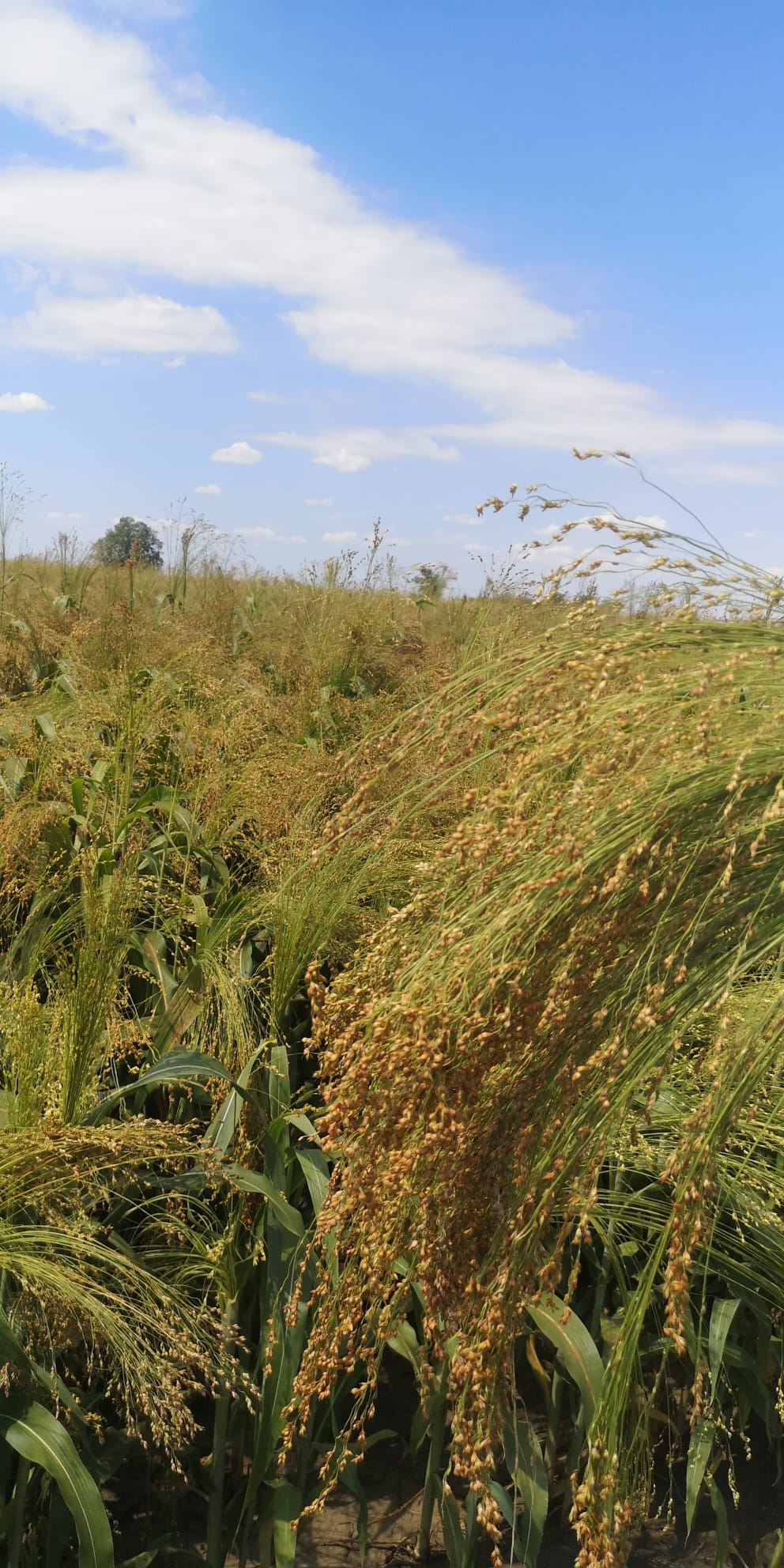  ungraded sorghum