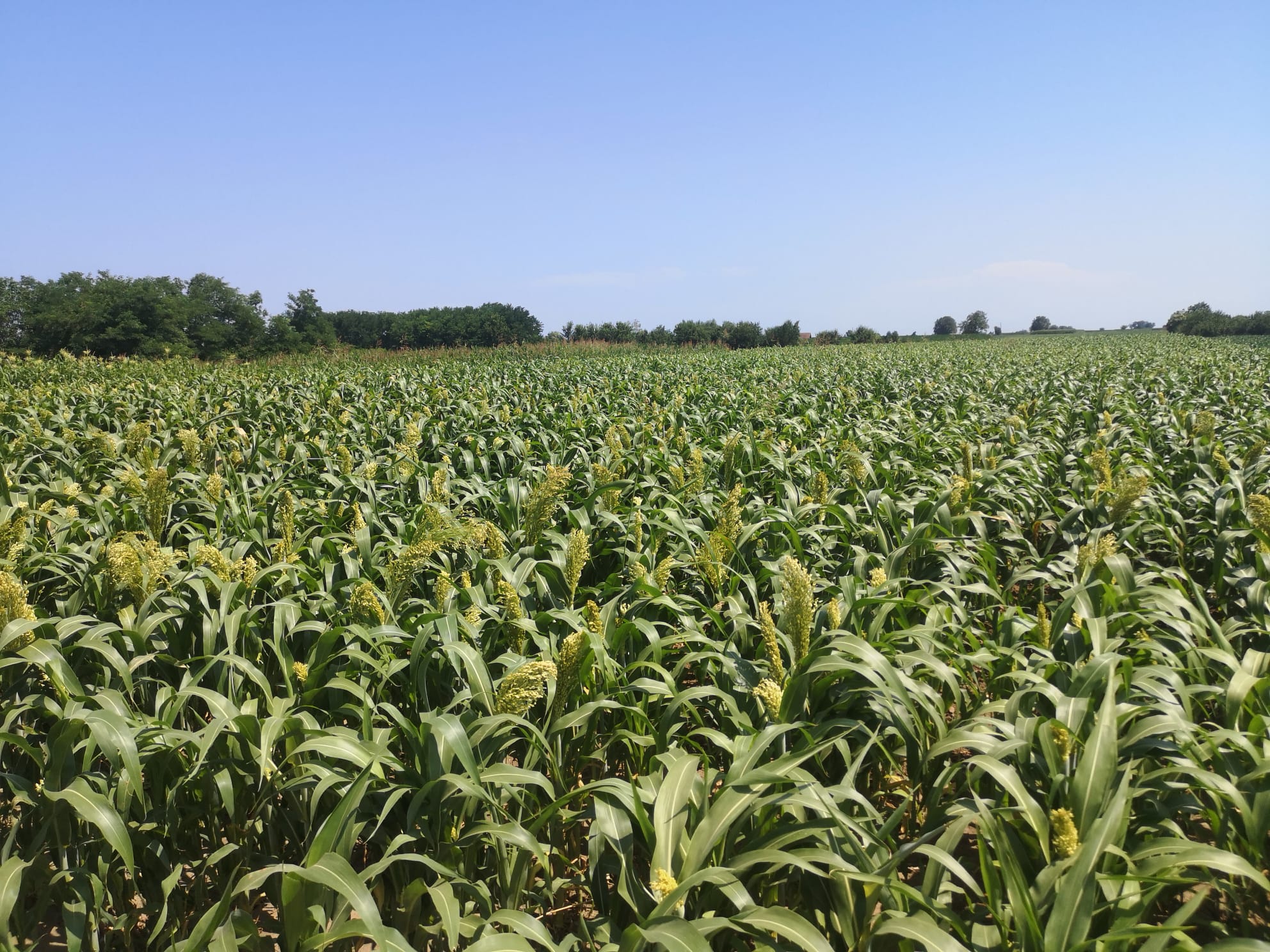  sorghum for brooms