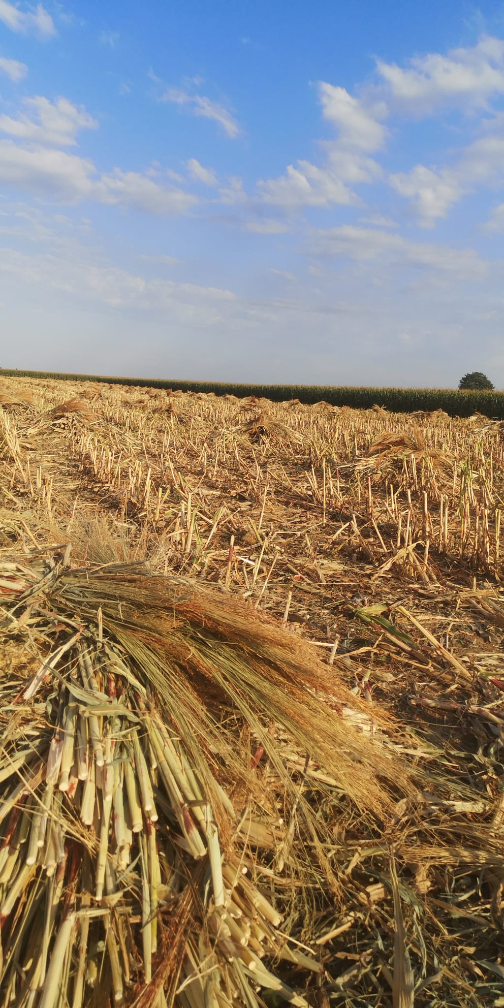  sorghum broom production AP-PRO